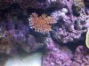 branching acro.jpg
