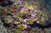 New Coral Reef Puerto Rico.jpg