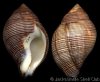 Latirolagena_smaragdula.jpg