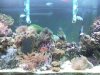 aquarium.JPG