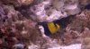 Bicolor Angel 1 26 11.jpg