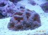 acans.jpg