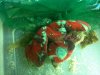 braincoral.jpg
