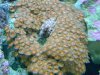 orzoas.jpg