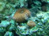 redshrooms.jpg