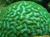bbbrain.jpg