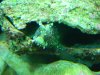 Starryblenny.jpg