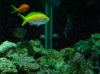 bartlettanthias.jpg