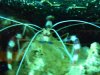 cbshrimp.jpg
