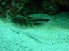dragongoby.jpg