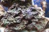 IMG_0659.JPG