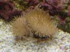 toadstool coral.JPG