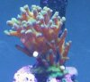 pocillopora.jpg