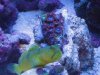 ywg zoas.JPG