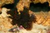 suncorals.JPG