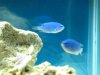 Fishtank026.jpg