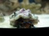 Fishtank077.jpg