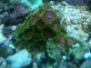 IMG01433-20101222-1054.jpg