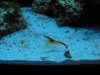 shrimp.JPG