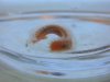 worm.jpg