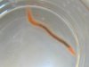 worm3.jpg