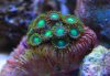 smallzoa1s.jpg