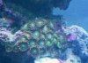 zoas.JPG
