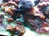 algae.jpg