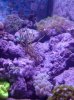 ImageUploadedByTapatalk1300508827.466215.jpg