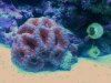 acan 002.JPG