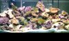 reef 3.21.11.jpg