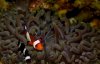 2clownsinanemone.JPG