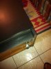 ImageUploadedByTapatalk1301019237.001795.jpg