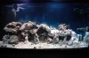 Copy of tank.jpg