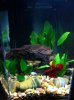 betta2.jpg