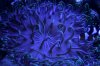 blueanemoneS.jpg