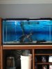 90 gallon fw setup.jpg