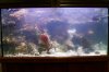 reefmonkey-albums-90-gallon-picture8323-after-entire-arch-structure-broke-free-floated-added-add.jpg