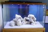 Dry aquascape.jpg