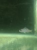 Chalk Bass.jpg