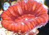 Red Meat Brain (1).JPG
