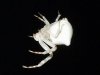 white-flower-crab-spider-1.jpg