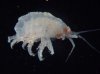 brown_amphipod_220.jpg