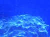 algae1.jpg