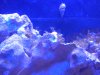 algae4.jpg