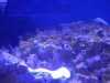 algae5.jpg