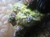 yellow polyps.jpeg