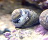 Snail.Margarita.jpg