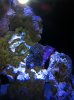 fish tank 002.jpg