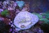 coral.jpg